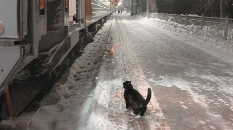 Каждый вечер кот приходит на перрон и ждёт прибытия поезда…