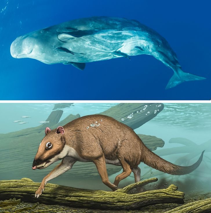 15 фотосравнений животных с их доисторическими предками