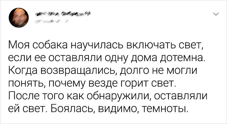 Как домашние любимцы поразили своих хозяев своим интеллектом