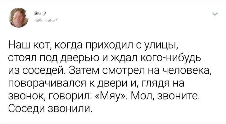 Как домашние любимцы поразили своих хозяев своим интеллектом