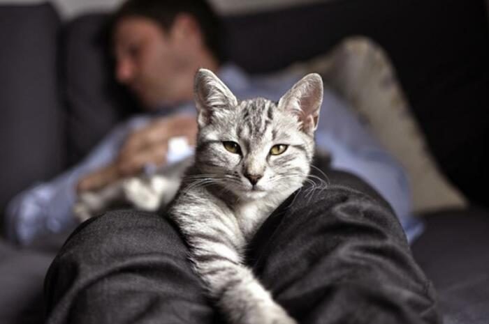 Почему многие коты любят спать, умостившись на человека сверху