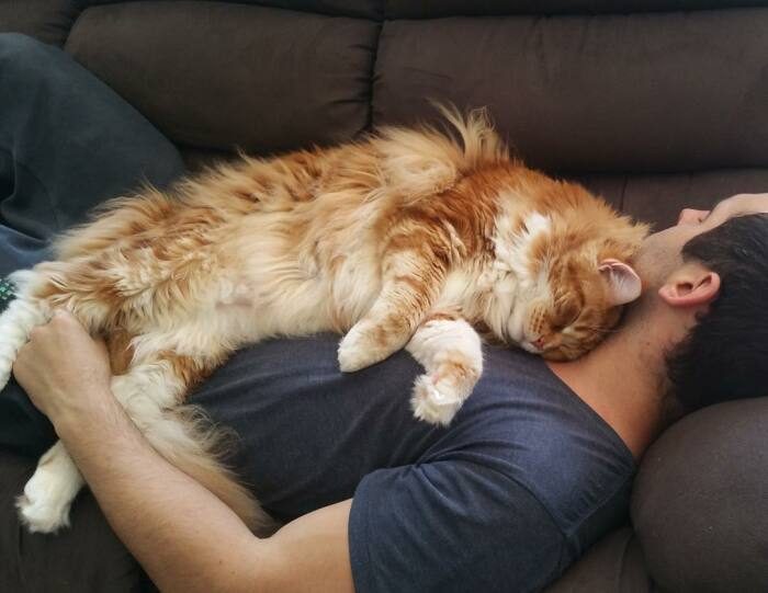 Почему многие коты любят спать, умостившись на человека сверху