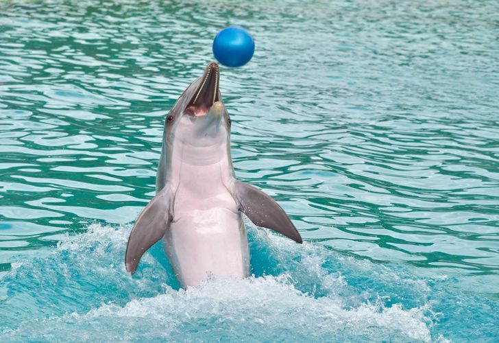 Как на самом деле животные попадают в дельфинарии
