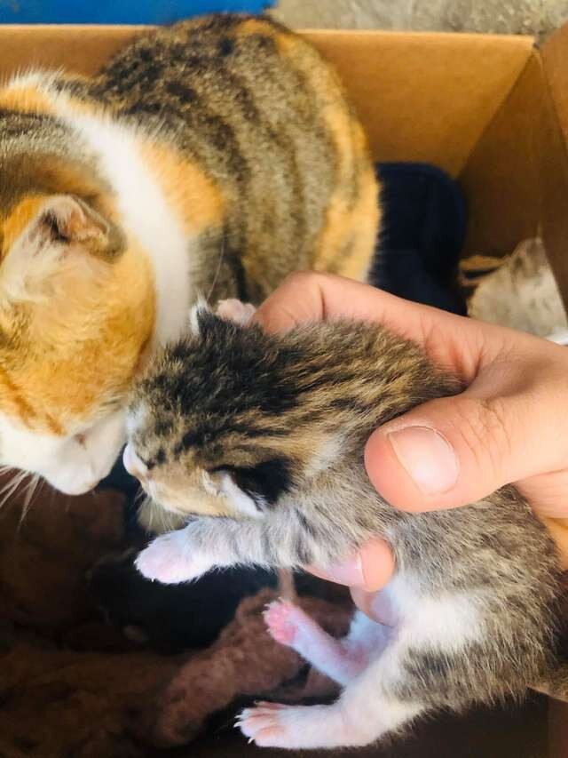 Питбуль привел домой беременную кошку и помог ей родить