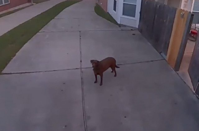 Хозяин по громкой связи домофона велел своей собаке, выбежавшей за ворота, зайти внутрь