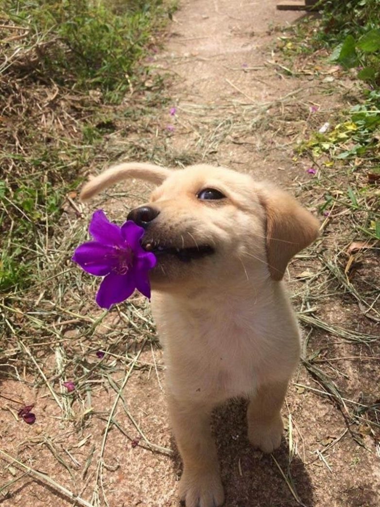 Собачка с цветочком
