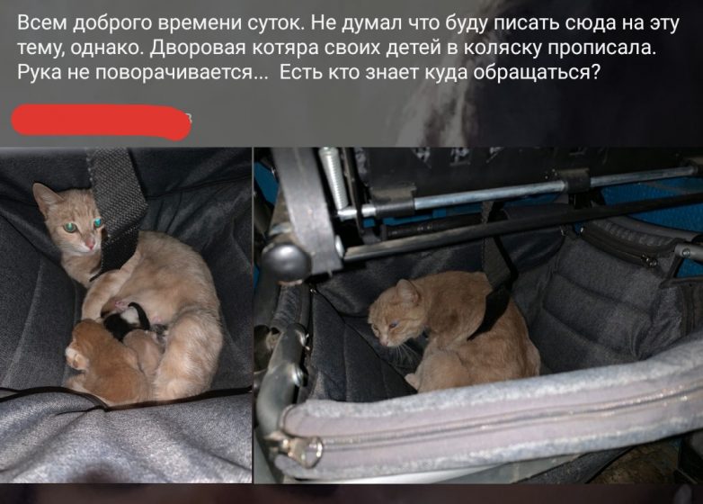 Бездомная кошка прокралась в подъезд и родила котят в детской коляске