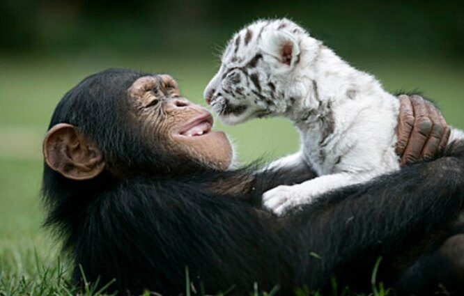 9 трогательных примеров дружбы животных