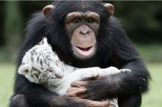 9 трогательных примеров дружбы животных