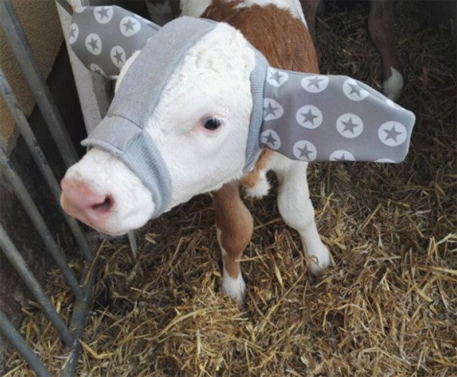 Фермеры защищают коров от обморожения с помощью вот таких очаровательных наушников