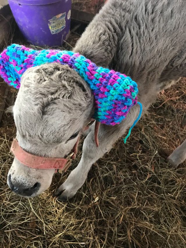 Фермеры защищают коров от обморожения с помощью вот таких очаровательных наушников