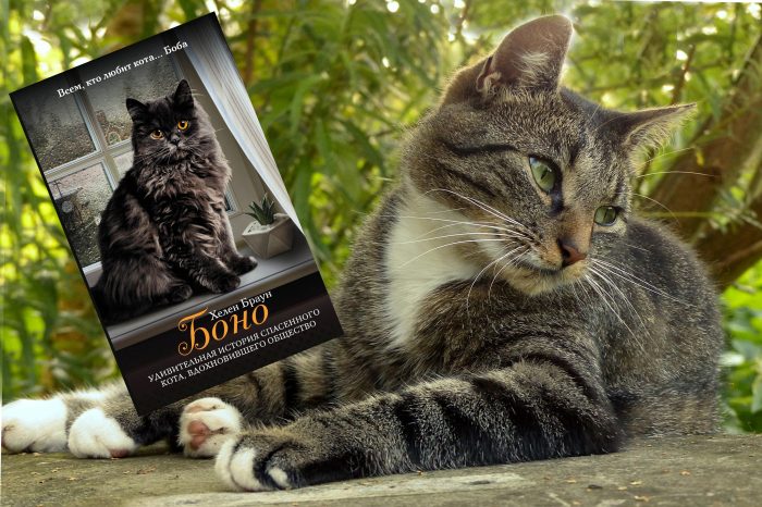 8 увлекательных книг о котах, в которых они стали главными героями