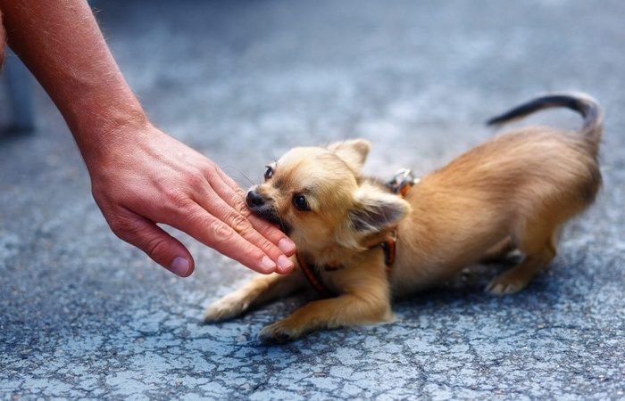 Как защититься от злой собаки и выйти из ситуации живым