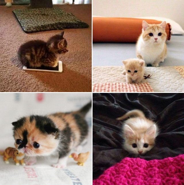 Очаровательные фотографии &quot;незаконно маленьких кошек&quot;