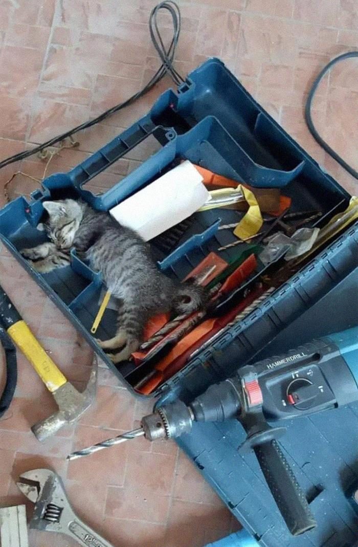 19 трудолюбивых котиков