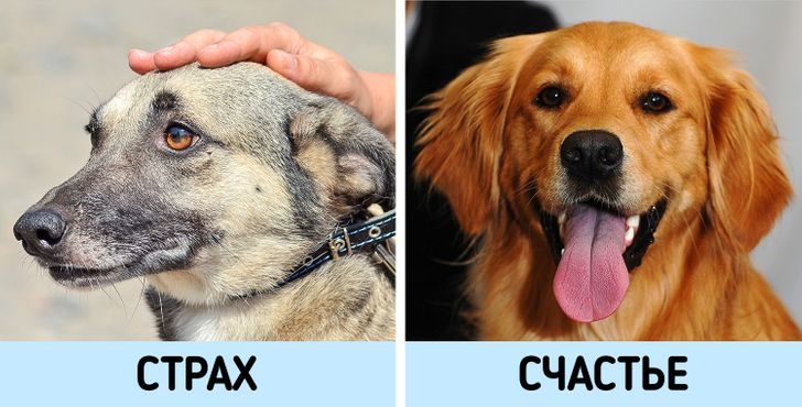 8 признаков того, что ваша собака — одно из счастливейших животных в мире