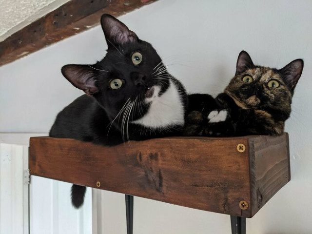 25 наглядных причин, почему две кошки лучше, чем одна