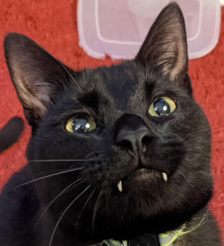 Котики с выдающимися клыками, которых по праву можно назвать пушистыми вампирами
