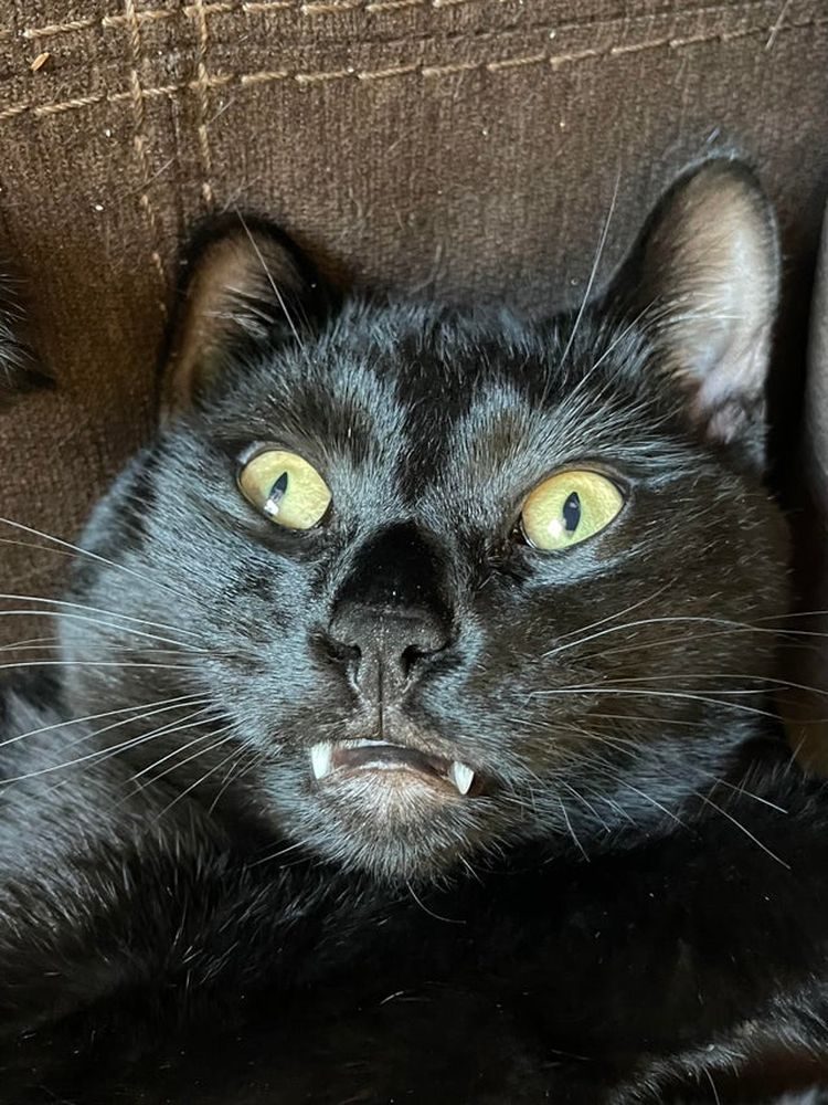 Котики с выдающимися клыками, которых по праву можно назвать пушистыми вампирами