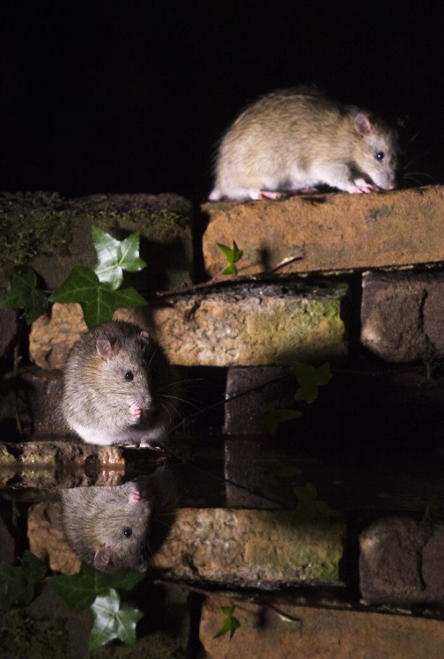 Красивые фотографии с крысами, чтобы изменить негативное отношение людей к ним