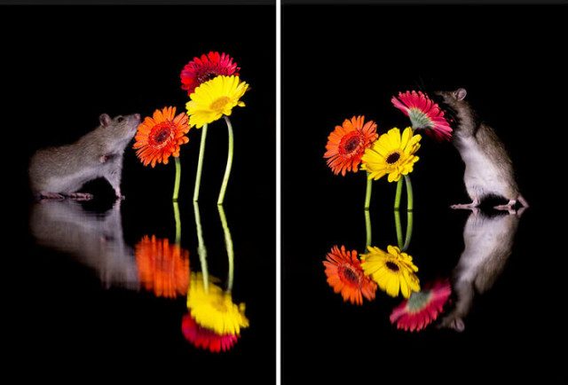 Красивые фотографии с крысами, чтобы изменить негативное отношение людей к ним