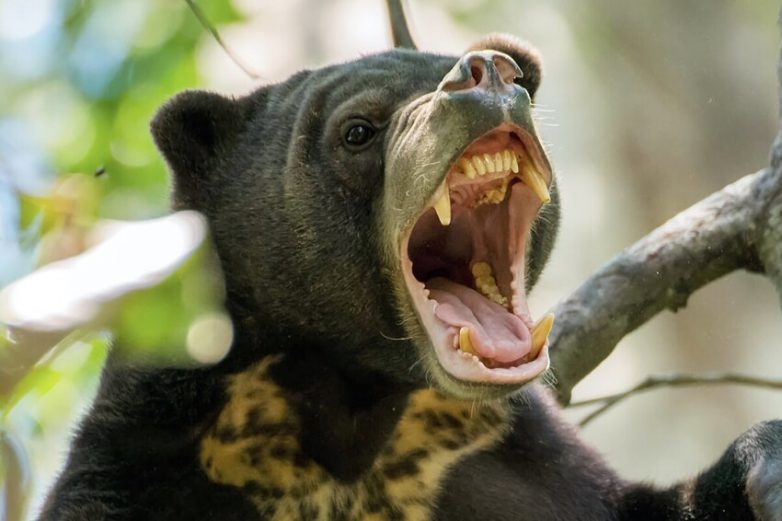10 интересных фактов о самом мелком из представителей медвежьих