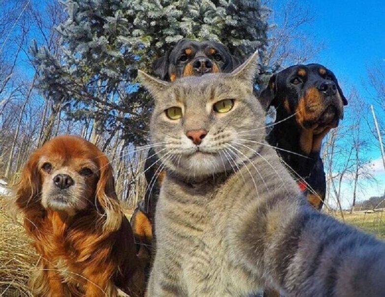 Большой Калейдоскоп фоток очаровательных щенят, котят
