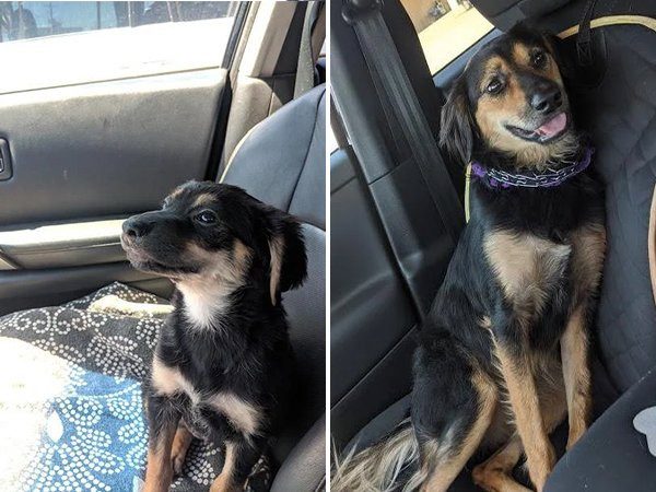 Фотографии собак и кошек, сделанные до и после того, как они нашли себе дом