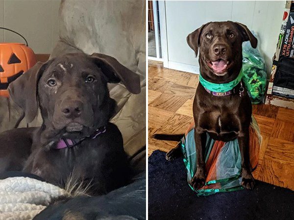 Фотографии собак и кошек, сделанные до и после того, как они нашли себе дом