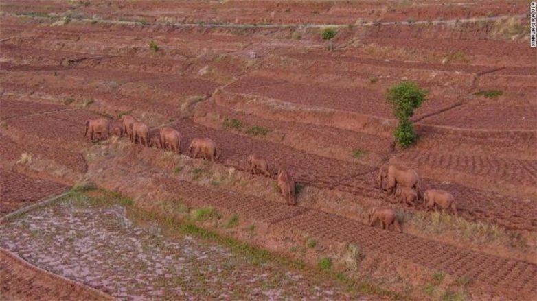 Зачем стадо слонов из Китая уже больше года идёт на север?