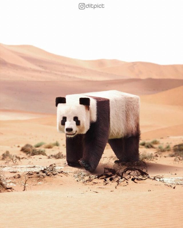 Художник с помощью фотошопа делает кубики из животных