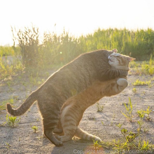 Японские уличные кошки