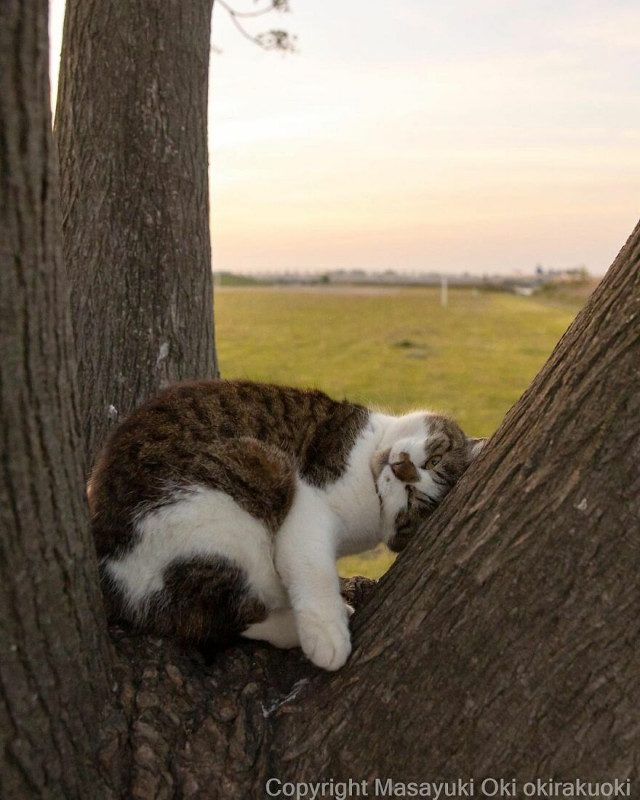 Японские уличные кошки