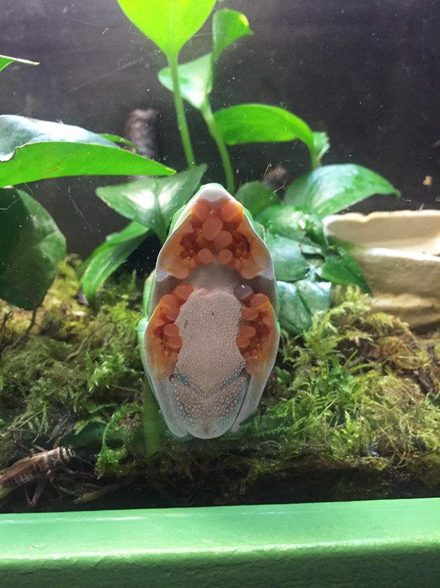 Вы видели, как выглядят лягушки на стекле?