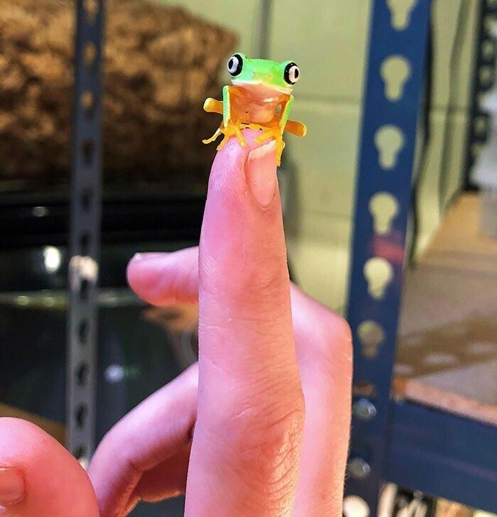 Какие крохи! Необычные животные размером с палец