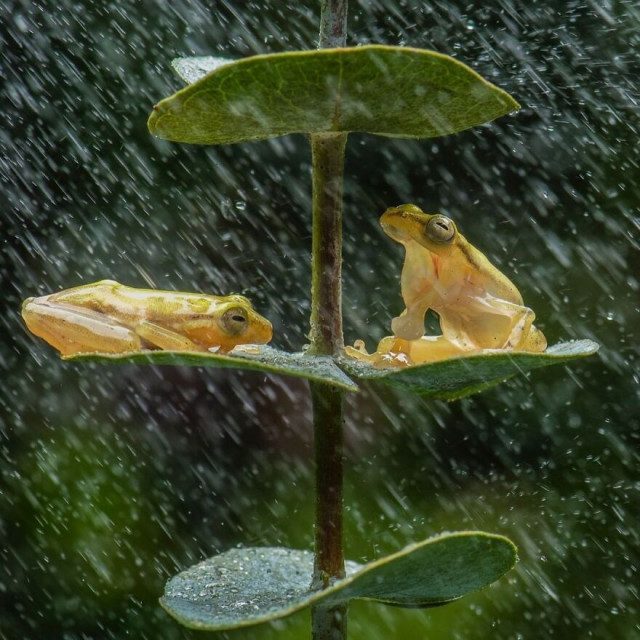 Красочные фотографии лягушек индонезийского фотографа
