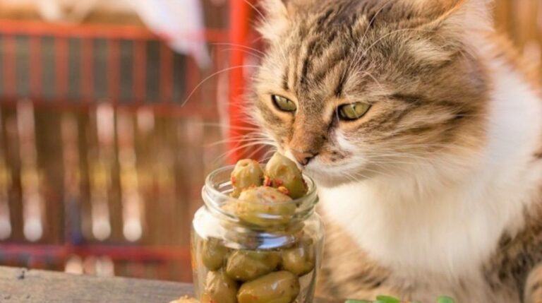 Почему кошка без ума от оливок и можно ли их есть