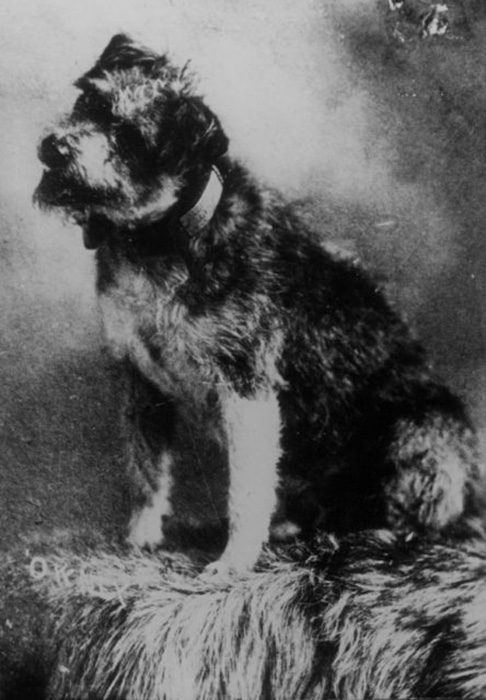 Почтовый пёс Оуни, который стал символом верности и человеческого предательства