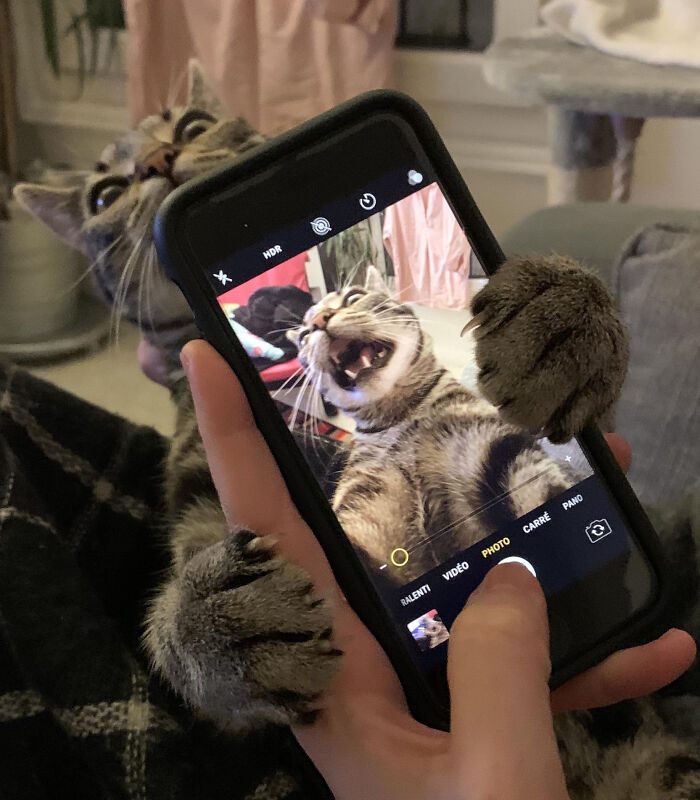 Весёлые фотографии котиков, которые помогут разогнать скуку и избавят от осенней хандры