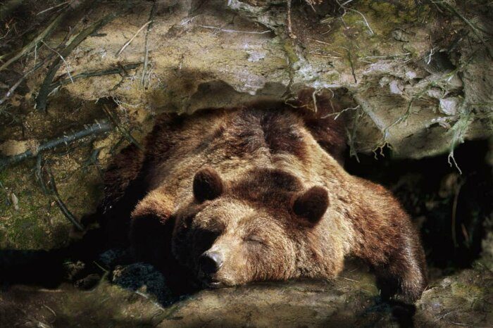 Как медведи переносят длительную зимнюю спячку