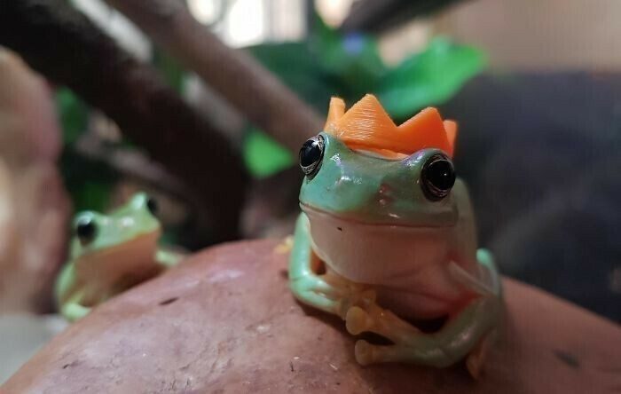 Милые и смешные фото лягушек, которые заставят улыбнуться