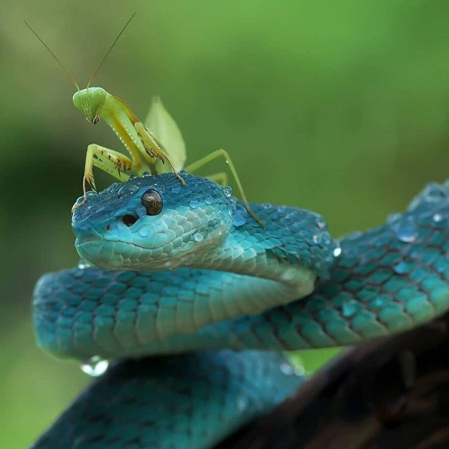 Забавные сцены из жизни рептилий