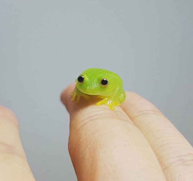20 фотографий настолько крошечных животных, что они помещаются на пальцах