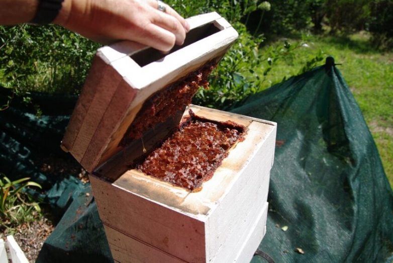 Пчёлы-стервятники: Улей из плоти, а мёд из мяса