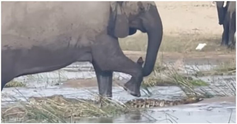 Слониха затоптала крокодила, защищая своего детеныша