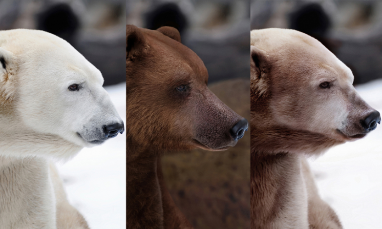 Пиззли: Гибрид белого и бурого медведя