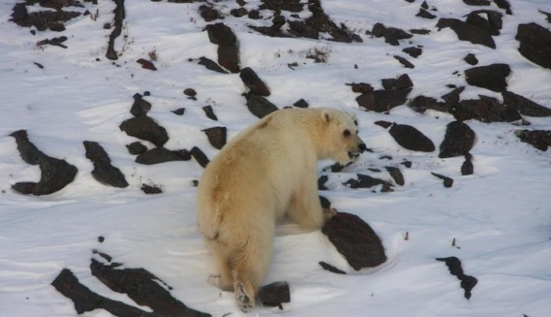 Пиззли: Гибрид белого и бурого медведя