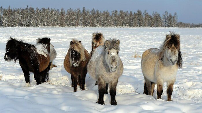 Как якутская лошадь может жить при -70 градусах