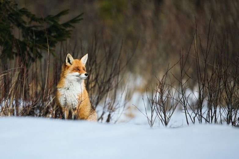 Почему лисице нелегко жить зимой