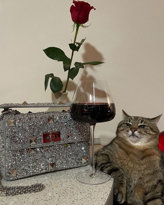 Украинский кот снял рекламу для Valentino
